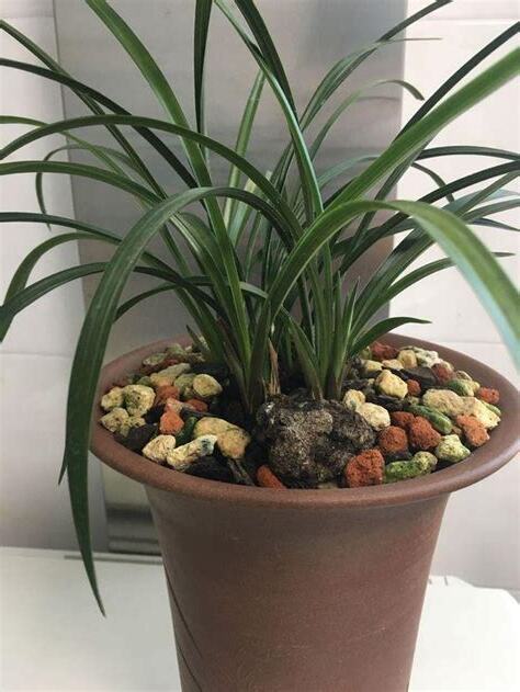 蘭花擺放 位置